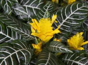 Afelandra – ciekawa roślina doniczkowa, problemy w uprawie
