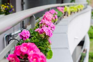 Jak odpowiednio nawozić pelargonie balkonowe – przewodnik po najlepszych środkach nawozowych