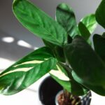 Jak łatwo rozmnożyć zamiokulkasa przy użyciu liści - proste metody propagacji